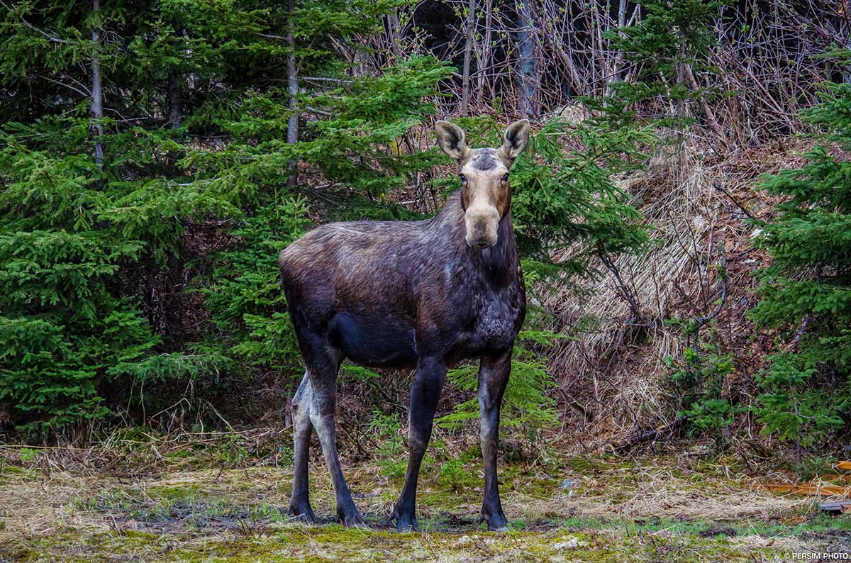 Chasse à orignal, à l’ours et au petit gibier. Sépaq - Chasse